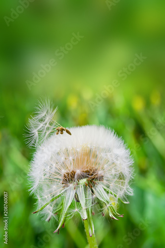 Fototapeta Naklejka Na Ścianę i Meble -  Ripe dandelion seeds close-up, spring beautiful landscape, selective focus, macro
