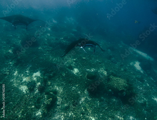 Reef manta ray-Manta alfredi-Riffmanta in the waters around Komodo Island- Mantapoint Komodo National Park, Labuhanbajo, Flores © Sahara Frost