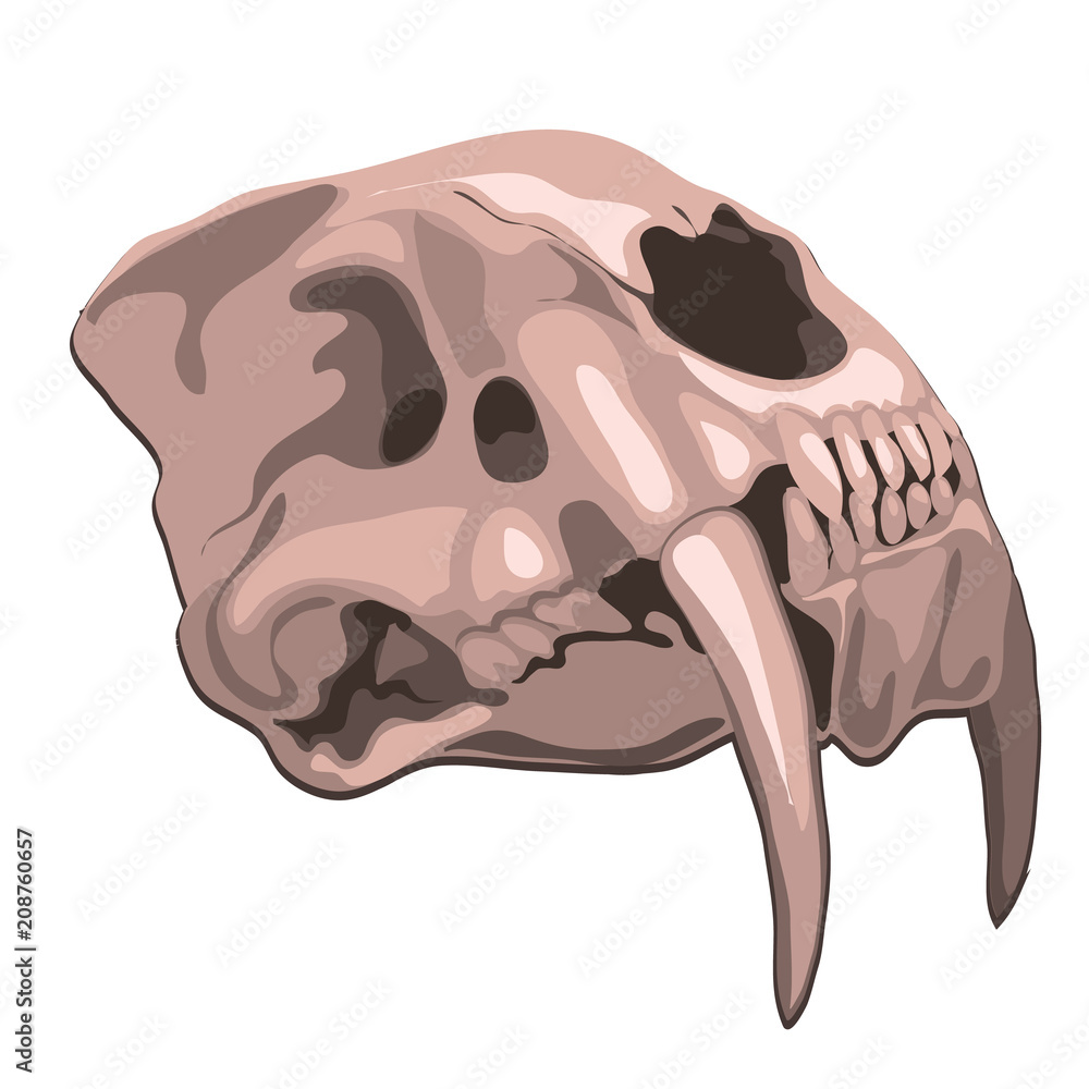 Obraz premium Skull tiger isolated on white background. Vector cartoon close-up illustration.