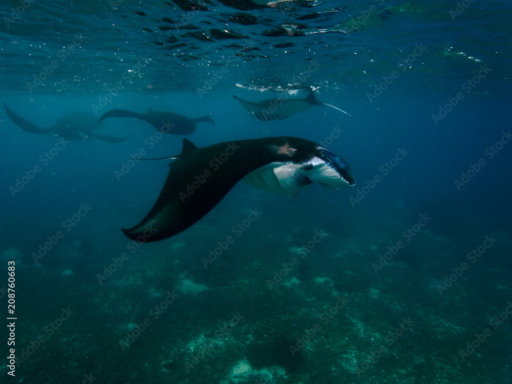 Obraz premium Reef manta ray-Manta alfredi-Riffmanta in the waters around Komodo Island- Mantapoint Komodo National Park, Labuhanbajo, Flores