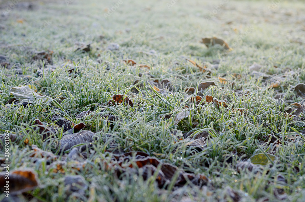 Autumn frozen green grass. Winter seasonal background.