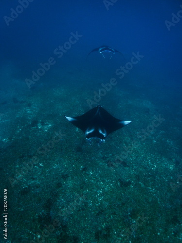 Reef manta ray-Manta alfredi-Riffmanta in the waters around Komodo Island- Mantapoint Komodo National Park, Labuhanbajo, Flores photo