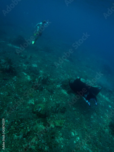 Reef manta ray-Manta alfredi-Riffmanta in the waters around Komodo Island- Mantapoint Komodo National Park, Labuhanbajo, Flores photo
