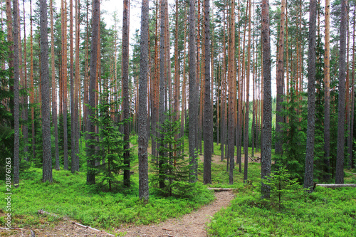 Fototapeta Naklejka Na Ścianę i Meble -  sun and coniferous forest of pine and fir in the reserve. Leningrad Region, Russia