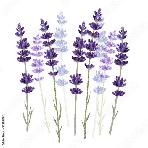 Lavender isolated on white background vector illustration
