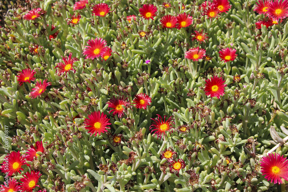 Delosperma flowers. Red-flowered succulent called Delosperma 