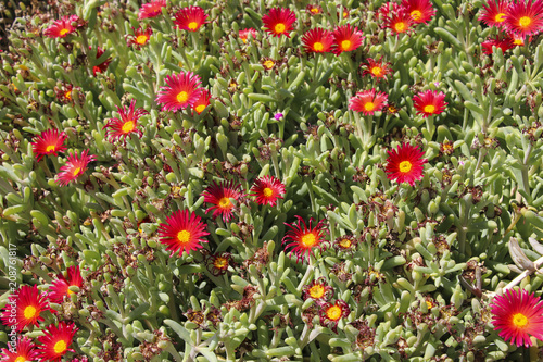 Delosperma flowers. Red-flowered succulent called Delosperma "Jewel of the Desert Garnet"