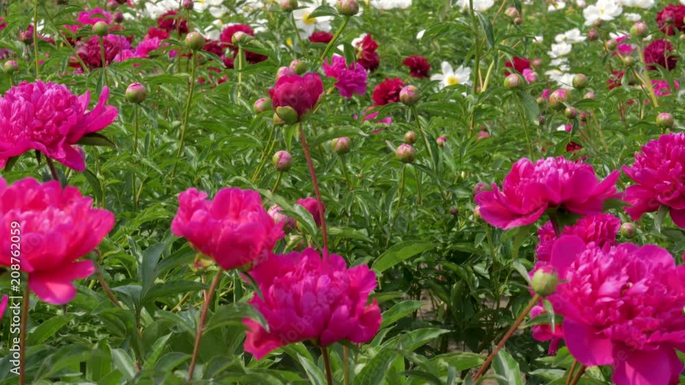 Field Of Blooming Bright Colors Of Peonies Field Of Blooming Bright Colors Of Peonies