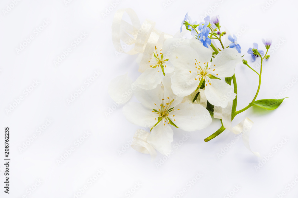 white flowers of apple tree and forget me nots on white background white flowers of apple tree and forget me nots on white background
