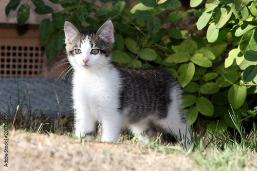 european shorthair cat 