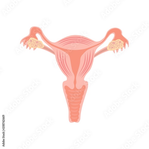 Uterus and ovaries, organs of female reproductive system