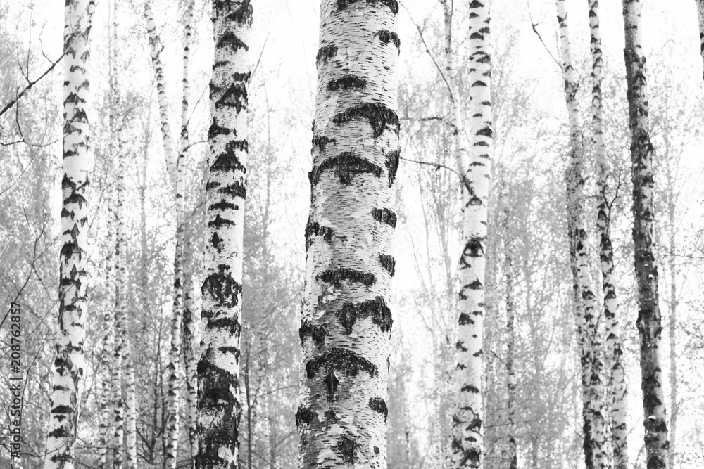 Fototapeta czarno-białe zdjęcie z białymi brzozami z kory brzozy w brzozowym gaju wśród innych brzóz