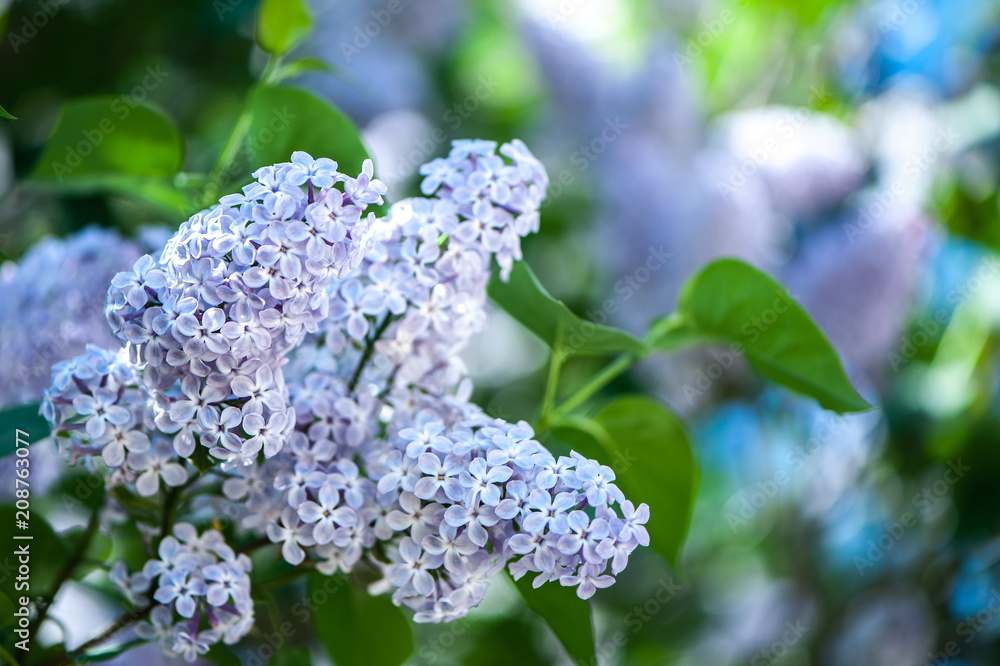 Delicate lilac on green, natural background, space for text, postcard Delicate lilac on green, natural background, space for text, postcard