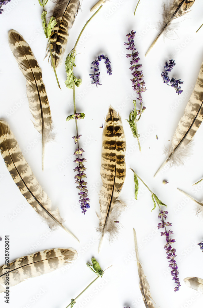 pattern with herbs and feathers, top view