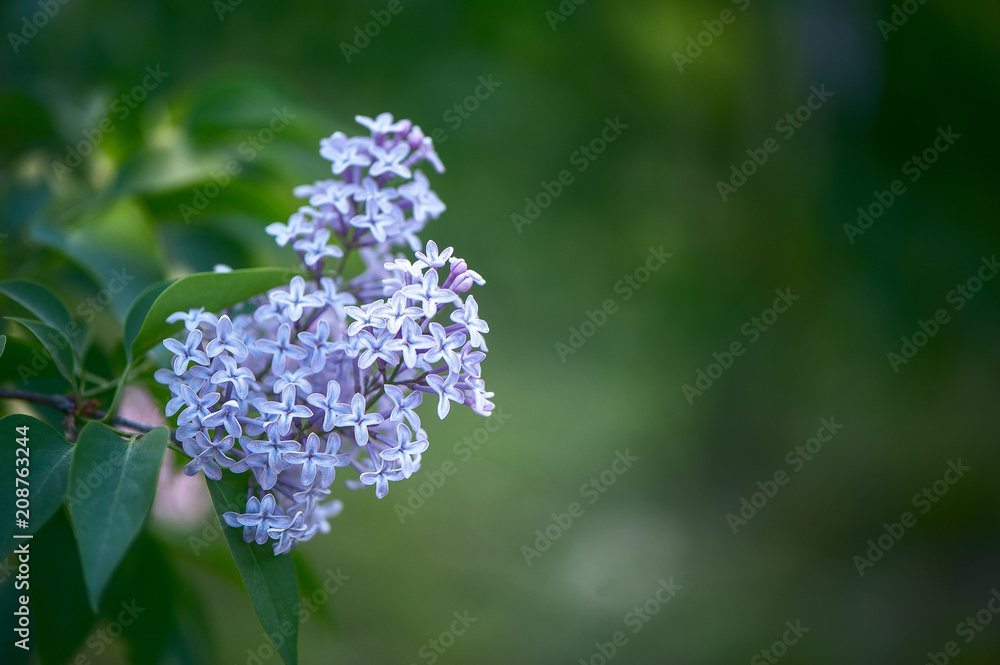 Delicate lilac on green, natural background, space for text, postcard Delicate lilac on green, natural background, space for text, postcard