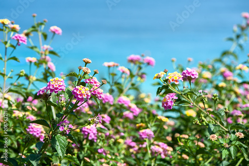  Background sea and flowers. © Mariana