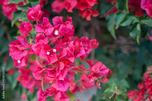 Bougainvillea, bardovo red flowers, texture, background