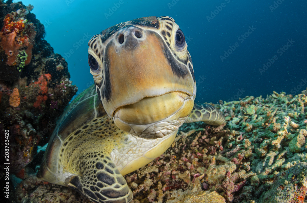 Obraz premium Green Turtle