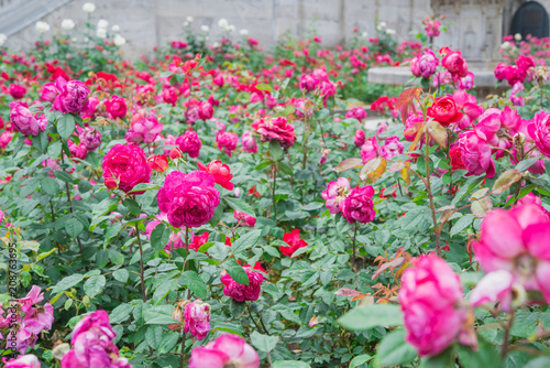 Pink roses in the garden. © grooveriderz