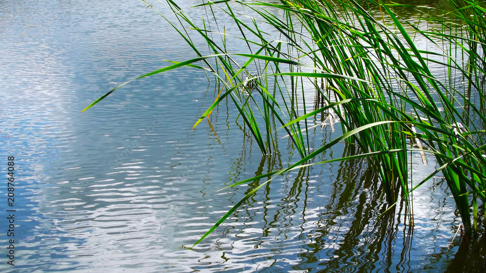 Summer lake on a Sunny day.The reeds in the water. - obrazy, fototapety, plakaty 