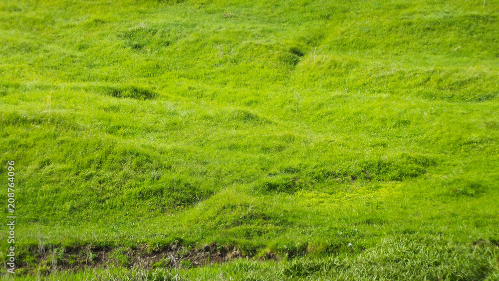 Soft green grass in the meadow.Natural background. Soft green grass in the meadow.Natural background.