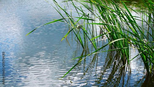 Summer lake on a Sunny day.The reeds in the water.