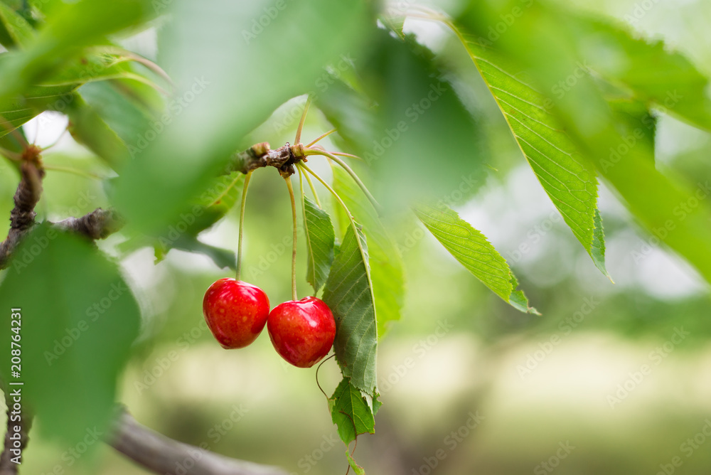 Red and sweet cherries on a branch just before harvest Red and sweet cherries on a branch just before harvest