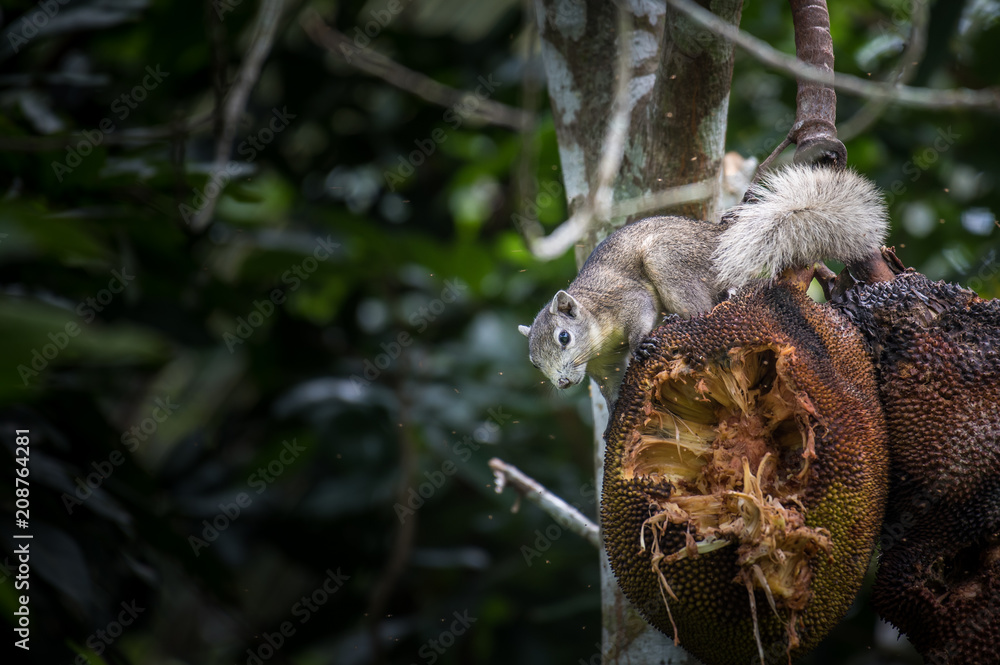Obraz premium Squirrels are eating jackfruit.