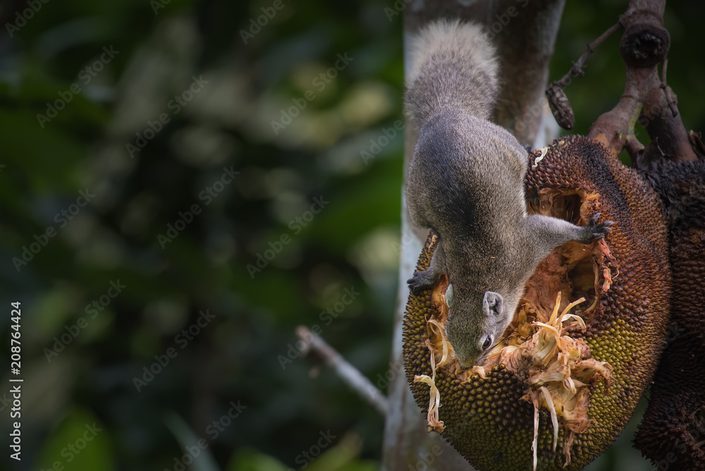 Obraz premium Squirrels are eating jackfruit.