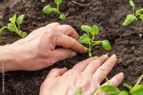 Close up hands seeding plants