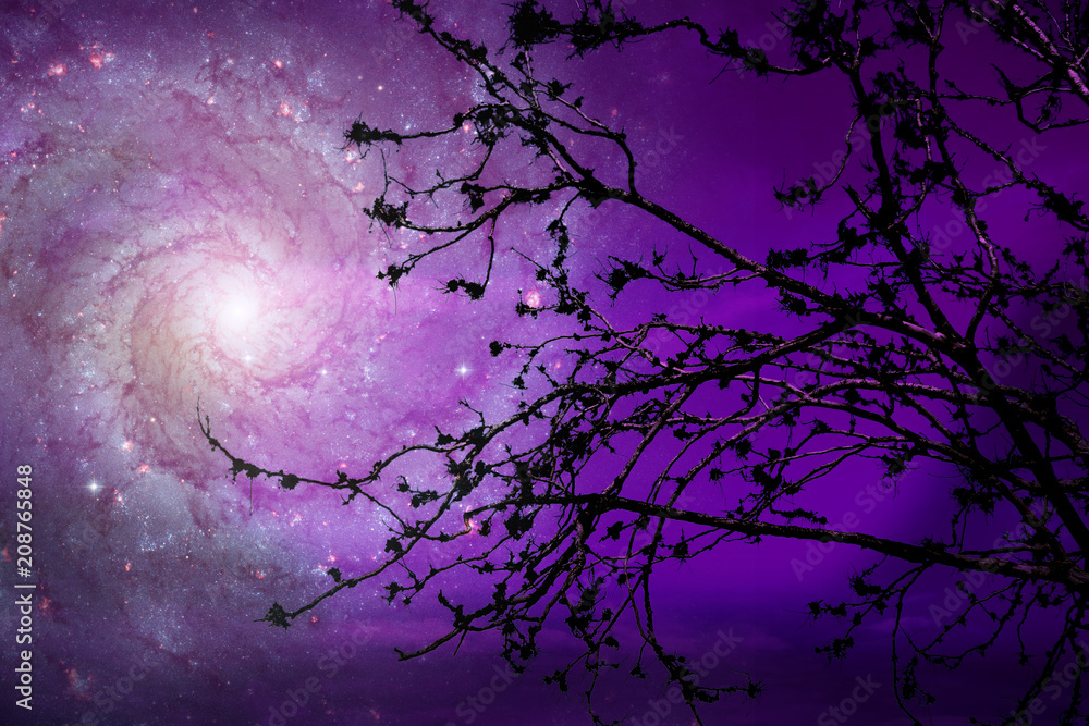 Galaxy on night sky back silhouette dry tree Galaxy on night sky back silhouette dry tree