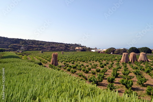 Pantelleria