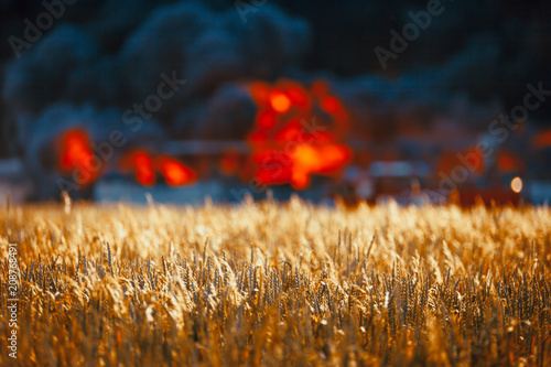 Huge fire among gold wheat fields