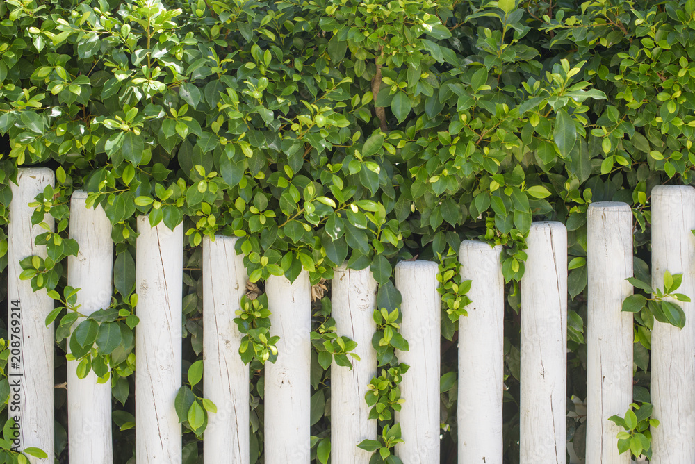Fototapeta premium white fence and green natural fence
