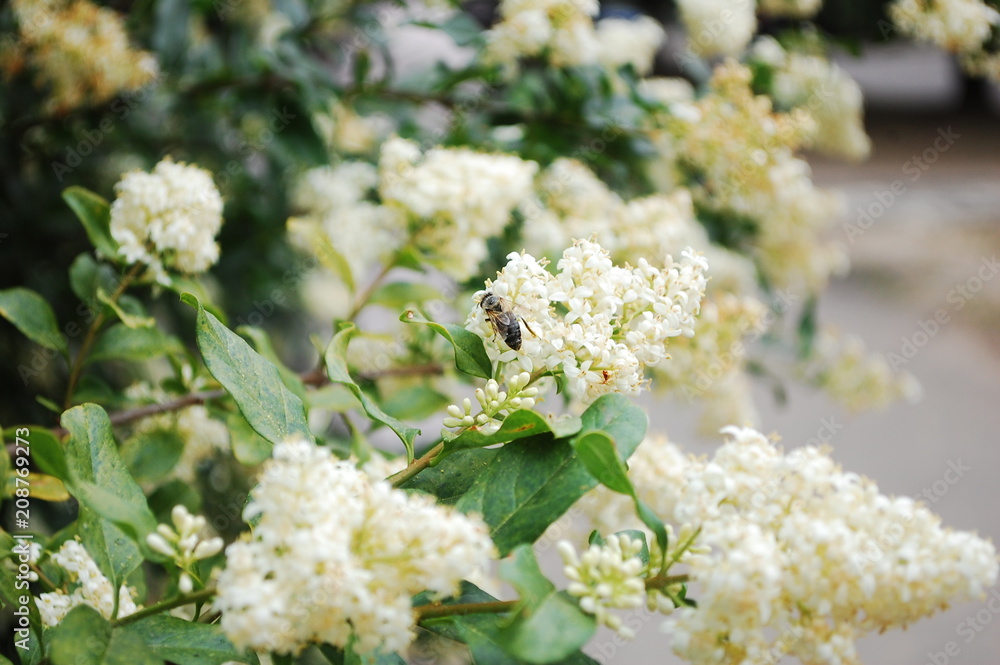 Apis mellifera, honey bee Apis mellifera, honey bee