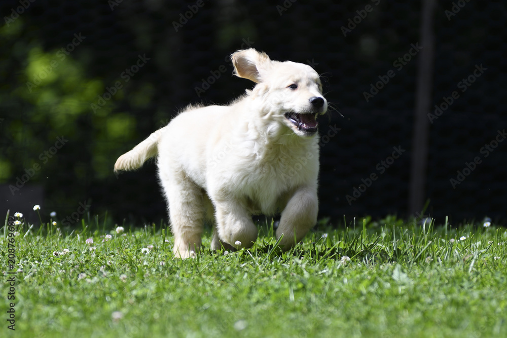 Obraz premium Golden retriever