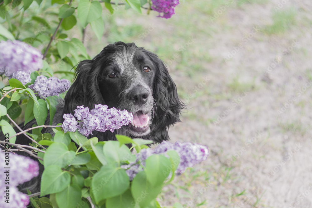 Dog russian spaniel breed in lilac  flowers