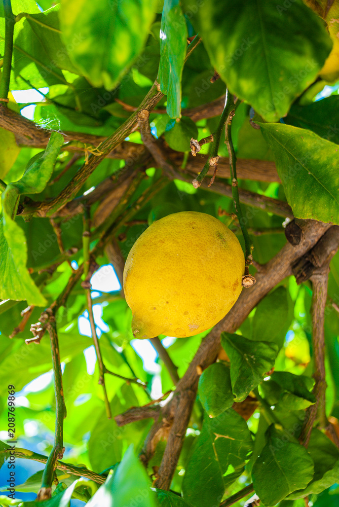 Fresh Lemon on a tree with leafs Fresh Lemon on a tree with leafs