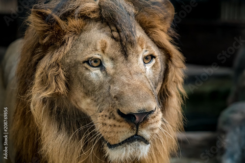 Closeup of lion