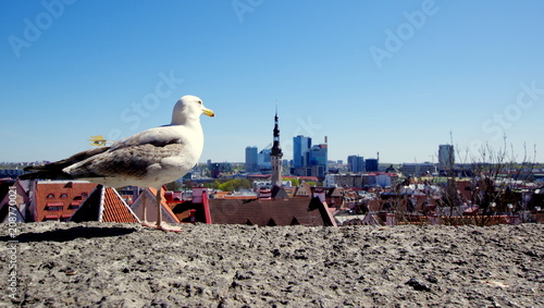Panorama Tallina obserwowana przez Mewę - wyprawa do estońskiej stolicy, kraju w Europie Wschodniej #208770021