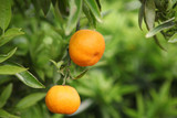mandarin fruits on a tree, background