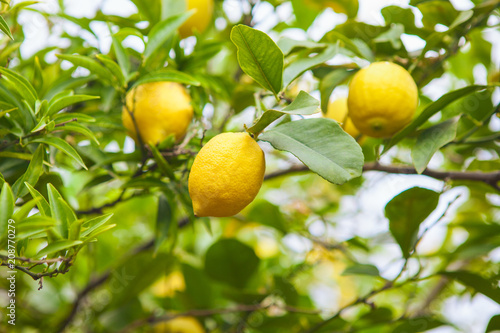Lemon. Ripe Lemons hanging on tree. Growing Lemon