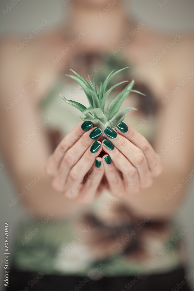 Woman hands holding succulent plant, with perfect green nail polish, can be used as background