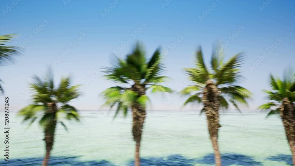 Movement of the camera near the avenue of palm trees Movement of the camera near the avenue of palm trees