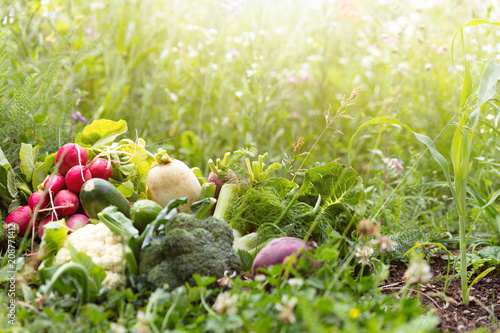 Frisches Bio Gemüse vom Hofladen auf einer Wiese mit Blumen, Konzepte wie Biohof oder Biobauernhof photo
