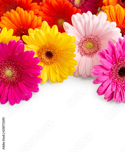 Beautiful gerbera flowers isolated on white background