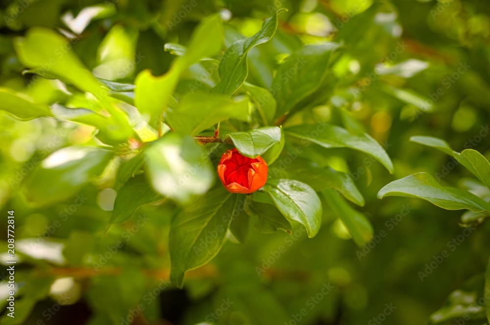 Pomegranate flower and plant (Pesaro, Italy) Pomegranate flower and plant (Pesaro, Italy)