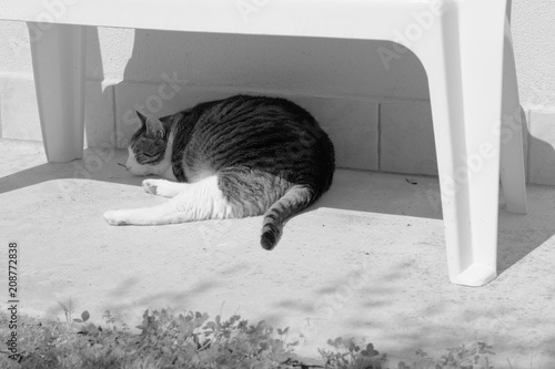 A cat is sleeping under the bench (Pesaro, Italy)