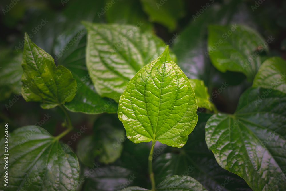 Wildbetal Leafbush or Piper Sarmentosum Herbal Plant Wildbetal Leafbush or Piper Sarmentosum Herbal Plant