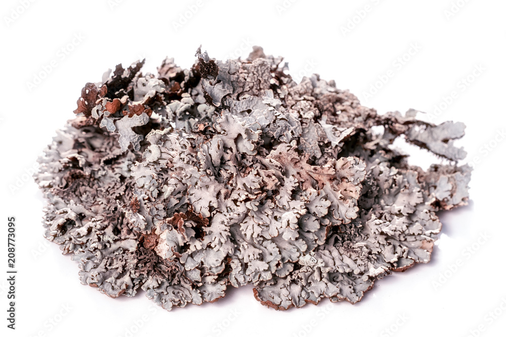 Tree moss blue branched lichen isolated on white background Tree moss blue branched lichen isolated on white background